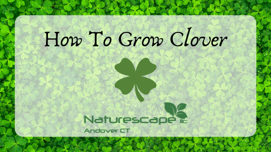 how to grow clover