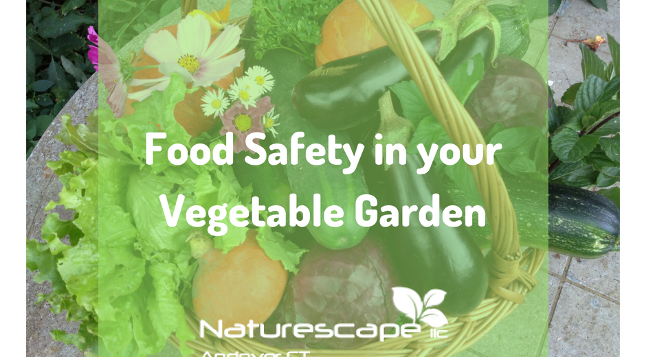 food safety in your vegetable garden