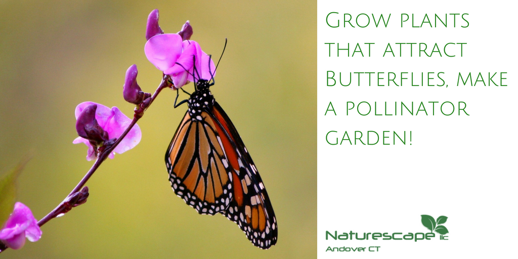 grow plants that attract butterflies