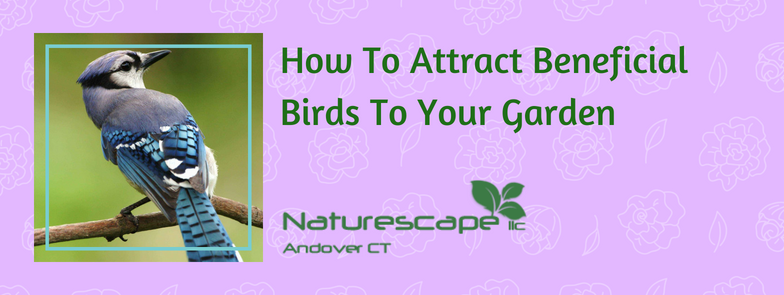How to attract beneficial birds to your garden