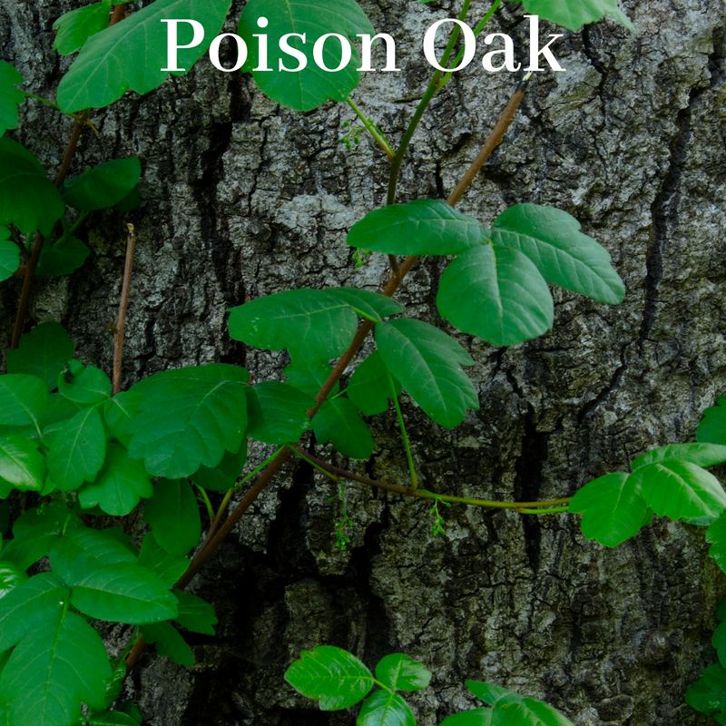 How To Weed Poison Ivy And Other Dangerous Plants From Your Garden