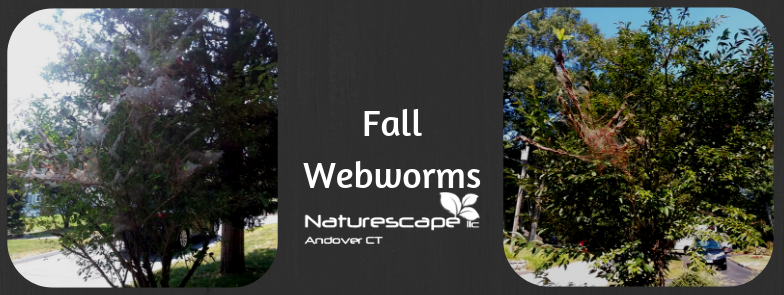 Fall webworms