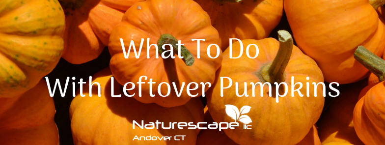 what to do with leftover pumpkins