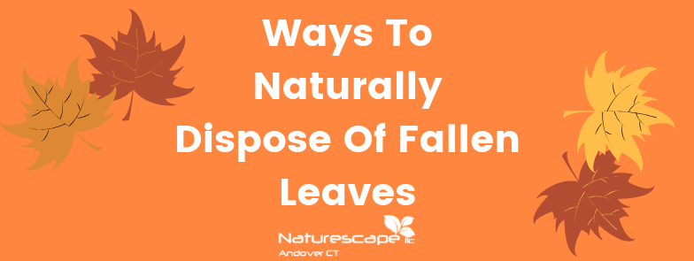 Ways To Naturally Dispose Of Fallen Leaves