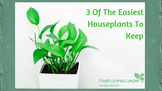 3 Of The Easiest Houseplants To Keep