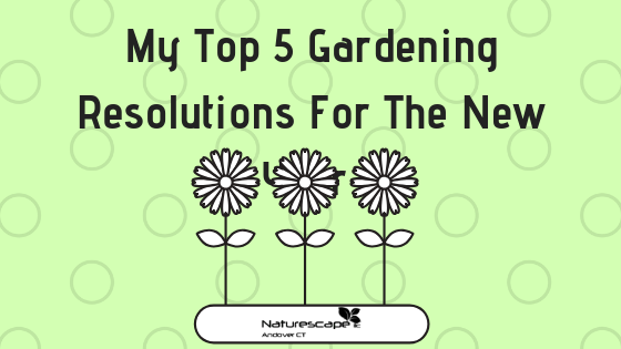 My Top 5 Gardening Resolutions For The New Year 
