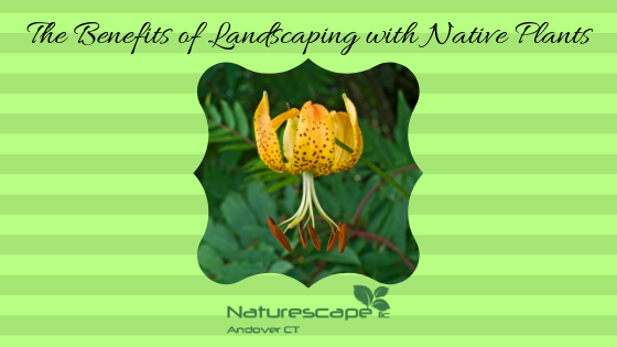 The Benefits of Landscaping with Native Plants