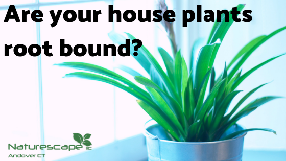 Are your house plants root bound?